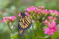 Profile view of newly emerged Monarch Butterfly on pink succulent flowers