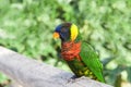 Profile view of one Lorikeet on a wood fence Royalty Free Stock Photo