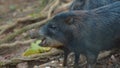 Profile view of peccary pig. Common names: Sacha kuchi, PecarÃÂ­ de labio blanco, Puerco sajino, Huangana.