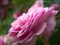 Profile of the petals of a pink rose Royalty Free Stock Photo