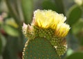 Yellow Prickly Pear Cactus flower blooming