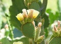 Yellow Prickly Pear cactus flowers blooming