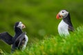 Puffin flirting and flapping wings near other one in the hillside