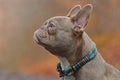 Profile view of a rare colored lilac brindle female French Bulldog dog with light amber eyes wearing rope collar