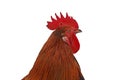 profile view of a red rooster head isolated on a white background, male chicken with comb looking to the side Royalty Free Stock Photo