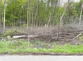 Pile of deadwood felled trees in clearing land next to roadway Royalty Free Stock Photo