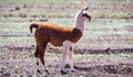 Profile view of small llama with brown and white