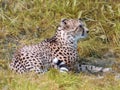 Profile view of a Southeast African Cheetah cub sat in grass Royalty Free Stock Photo