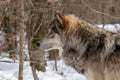 A profile view of a Timber Wolf standing in the forest