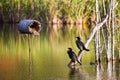 Profile view of two great black cormorants perched on a branch in a marsh