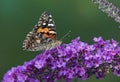 Painted Lady Butterfly on Butterfly Bush