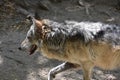 Long Profile of a Timber Wolf Walking Royalty Free Stock Photo