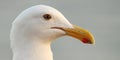 Profile Of Western Gull Beak