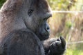 Profile of Western Lowland Gorilla, adult male silverback. Photographed at Port Lympne Safari Park near Ashford Kent UK Royalty Free Stock Photo