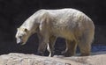 Wet Polar Bear Walking on Natural Boulders