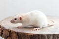 Profile of white dumbo rat sitting on brown wood slice. Lovely and cute pet, background, close-up. Royalty Free Stock Photo