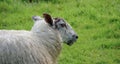 Sheep in profile.