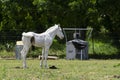 Profile of white foal swishing its tail Royalty Free Stock Photo