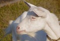 Profile of a white homemade goat. Royalty Free Stock Photo