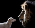 The profile of White Lamb and Lion was isolated on a black background.