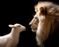 The profile of White Lamb and Lion was isolated on a black background.
