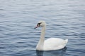 Profile of white swan on blue misty lake. Graceful white Swan swimming in the lake, swans in the wild. Portrait of a white swan Royalty Free Stock Photo