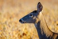 Profile of a White-tailed Doe Odocoileus virginianus standing in a soybean field