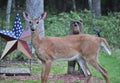 Profile of a Whitetail Doe Deer Standing in My Front Yard Royalty Free Stock Photo