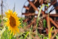 Profile of wide-open young sunflower inflorescence turned towards the summer midday sunlight