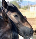 Profile wild American mustang black stallion profile headshot