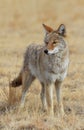 Profile of a Wild Coyote in a Field of Grass