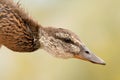 Profile of a wild duck Royalty Free Stock Photo
