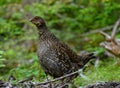 Profile of Wild Grouse in Woods Royalty Free Stock Photo