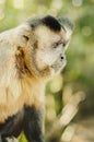 Profile of a wild monkey in the jungle. Macaco Prego Royalty Free Stock Photo