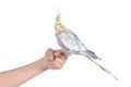 Profile of a woman hand holding a beautiful cockatiel bird Royalty Free Stock Photo