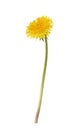 Profile of yellow dandelion flower isolated on white Royalty Free Stock Photo