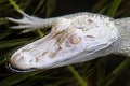 Profile Of A Young Albino Alligator
