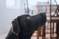 Profile of young chocolate lab Royalty Free Stock Photo