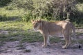 Profile of young male lion, Serengeti, Tanzania Royalty Free Stock Photo