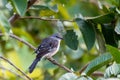 Profile Of A Young Northern Mockingbird Mimus Polyglottos