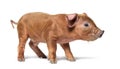 Profile Young pig mixedbreed, isolated