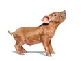 Profile of a young pig mixedbreed looking up, isolated