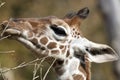 Profile of a young Reticulated Giraffe head Royalty Free Stock Photo