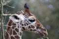 Profile of a young Reticulated Giraffe head Royalty Free Stock Photo