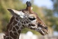 Profile of a young Reticulated Giraffe head Royalty Free Stock Photo