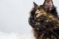 Profile of young tortoiseshell female cat on light background