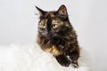 Profile of young tortoiseshell female cat on light background