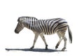 Profile zebra Royalty Free Stock Photo