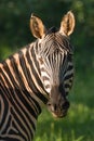 Profile of zebra head