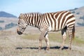 Profile of zebra standing in drought parched field